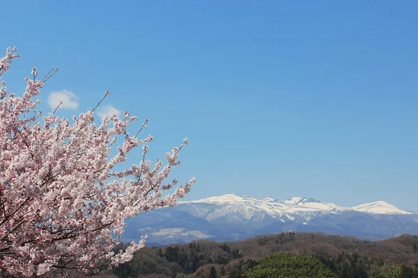 Paesaggio giapponese albero ciliegio — Foto Stock