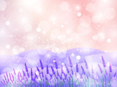 Lavanta çiçekleri manzaralar