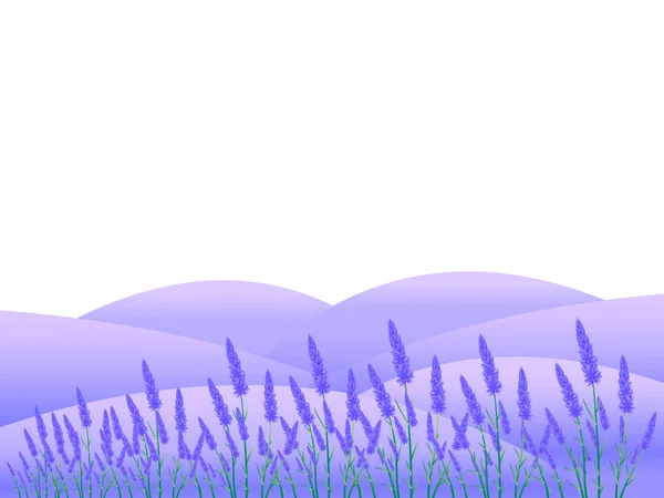 Lavender Flowers Landscapes — Stock Vector