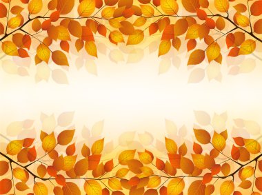 akçaağaç yaprakları peyzaj