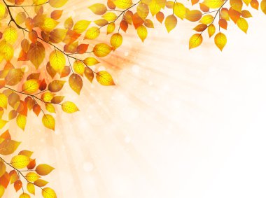 akçaağaç yaprakları peyzaj