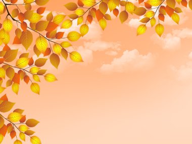 akçaağaç yaprakları peyzaj