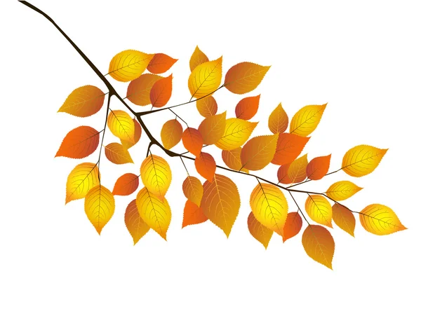 Maple foliage landscape — Stock Vector