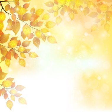 akçaağaç yaprakları peyzaj