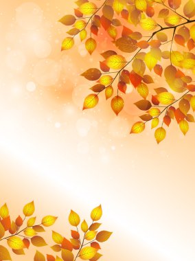 akçaağaç yaprakları peyzaj