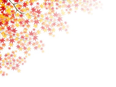 akçaağaç yaprakları peyzaj