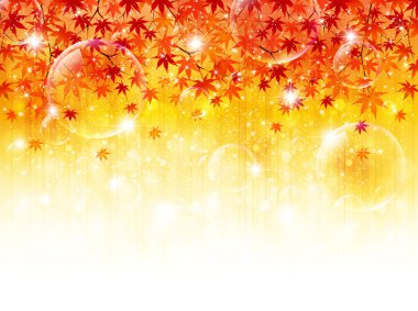 akçaağaç yaprakları peyzaj