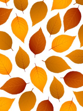 akçaağaç sonbahar yaprakları