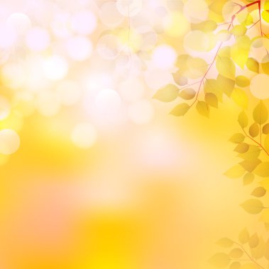 arka plan akçaağaç sonbahar yaprakları