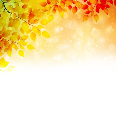 arka plan akçaağaç sonbahar yaprakları