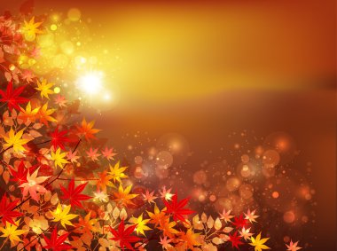 arka plan akçaağaç sonbahar yaprakları