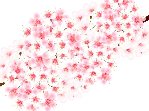 Cherry Blossoms Spring Landscape Background — Stock Vector