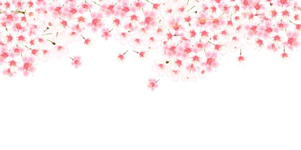 Cherry Blossoms Spring Landscape Background — Stock Vector