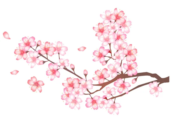 Fleurs Cerisier Icône Fleur Printemps — Image vectorielle