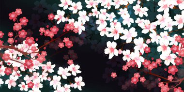 Kiraz çiçekleri Erik bahar arkaplanı 