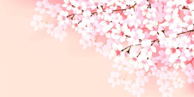 Kiraz çiçekleri bahar çiçek arka plan 