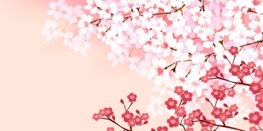 Kiraz çiçekleri Erik bahar arkaplanı 