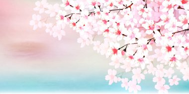 Kiraz çiçekleri bahar çiçek arka plan 