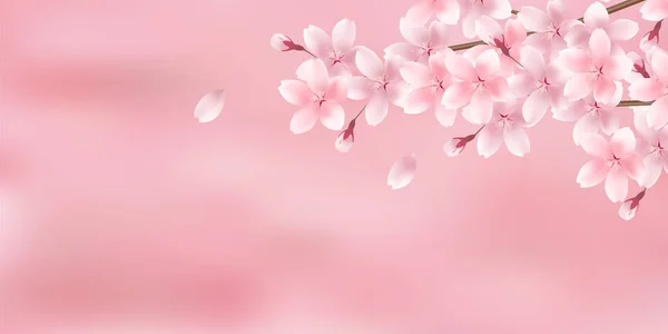 桜日本の春の風物詩 — ストックベクタ