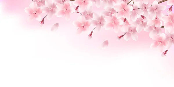 Kiraz Çiçekleri Japon Desenli Bahar Arkaplanı — Stok Vektör