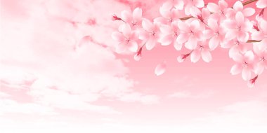 Kiraz çiçekleri bahar çiçek arka plan