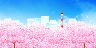 Kiraz çiçekleri Tokyo bahar arkaplanı 