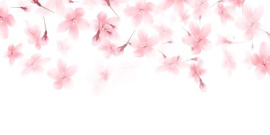 Kiraz çiçekleri bahar çiçek arka plan