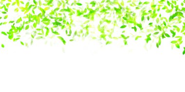 taze yeşil yapraklar bahar arkaplanı 