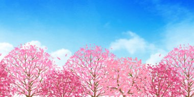 Kiraz çiçekleri bahar çiçek arka plan 