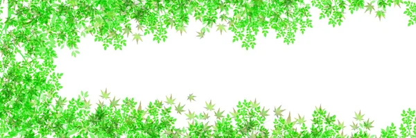 Maple Verde Fresco Deixa Fundo — Vetor de Stock