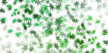 taze yeşil akçaağaç arka plan bırakır