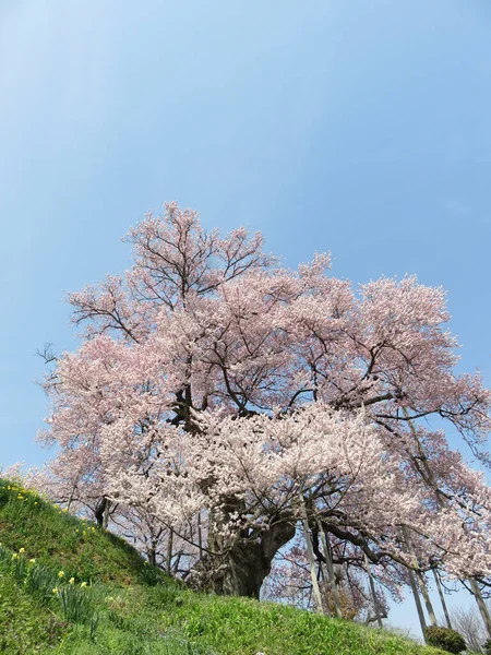 Cherry Blossoms Våren Landskap Bakgrund — Stockfoto