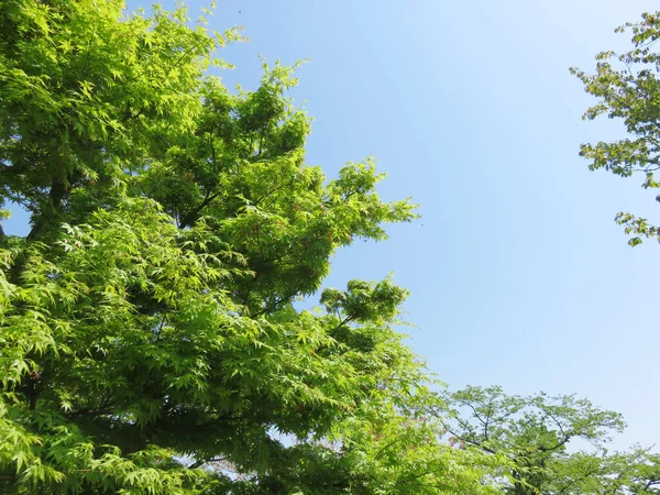 Akçaağaç taze yeşil manzara arka plan