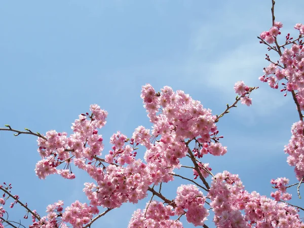 Kirschblüten Frühling Landschaft Hintergrund — Stockfoto