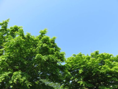 Akçaağaç taze yeşil manzara arka plan