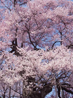 Kiraz çiçekleri bahar manzara arka plan