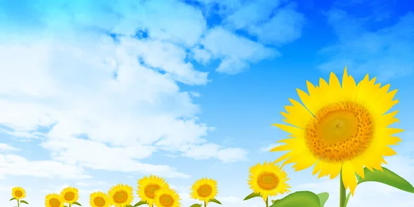Sonnenblumenhimmel Sommer Landschaft Hintergrund — Stockvektor