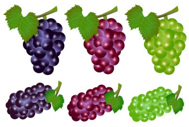 Grape fruit autumn watercolor icon