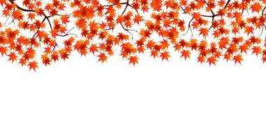 Sonbahar yaprakları akçaağaç sonbahar arkaplanı