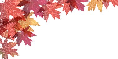 Sonbahar yaprakları akçaağaç sonbahar arkaplanı