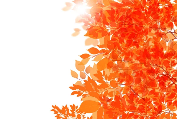 Podzimní Listy Javor Podzimní Pozadí — Stockový vektor