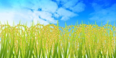 Rice autumn harvest landscape background