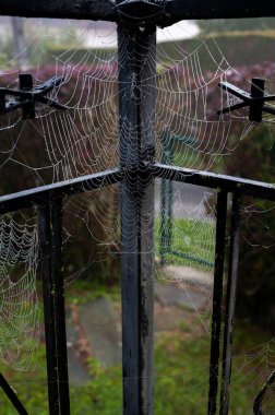 Güzel su damlacıkları, şeffaf boncuk perdeleri gibi bir örümcek ağına tutunur..