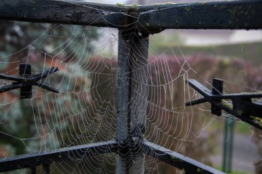 Güzel su damlacıkları, şeffaf boncuk perdeleri gibi bir örümcek ağına tutunur..