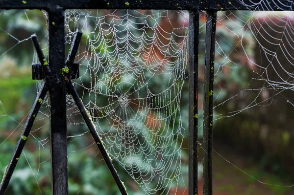 Belas Gotas Água Agarram Uma Teia Aranha Assim Como Cortina — Fotografia de Stock