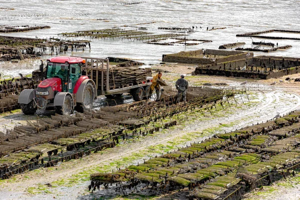 Concale Frankrike April 2022 Concale Känd Som Huvudstaden För Ostronodling — Stockfoto