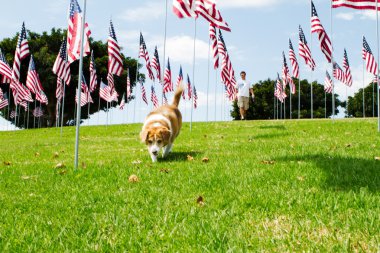 adam ve köpeği ile Amerikan bayrakları