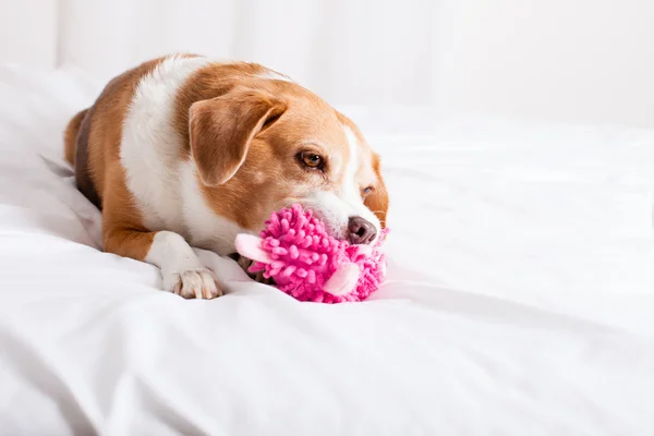 Lindo perro — Foto de Stock