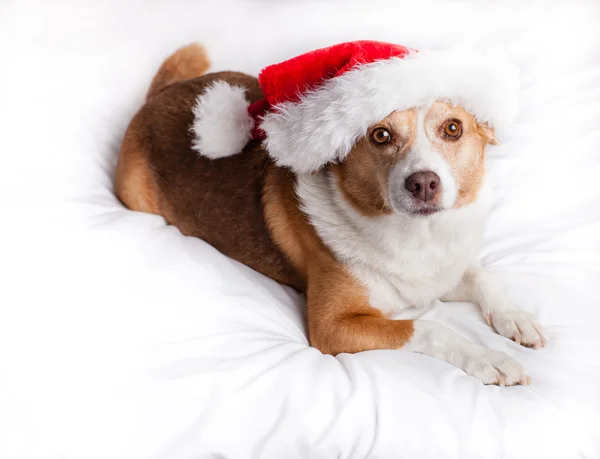 Merry christmas köpek