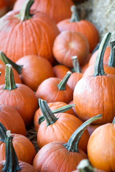 Cosecha de calabaza — Foto de Stock